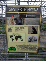 Explanation on the Spotted Hyena at the Zie-ZOO zoo