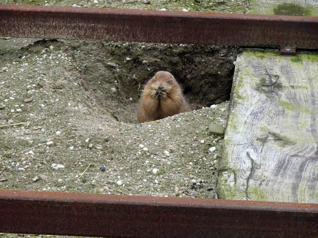 Common Dwarf Mongoose at the Zie-ZOO zoo