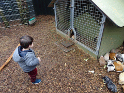 Max with Guinea Pigs at the Zie-ZOO zoo