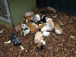 Guinea Pigs at the Zie-ZOO zoo