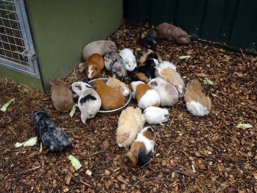 Guinea Pigs at the Zie-ZOO zoo