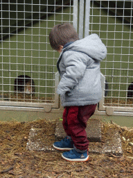 Max with Guinea Pig at the Zie-ZOO zoo