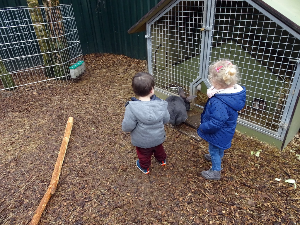 Max with a Rabbit and Guinea Pigs at the Zie-ZOO zoo