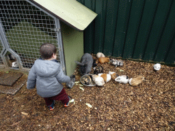 Max with a Rabbit and Guinea Pigs at the Zie-ZOO zoo