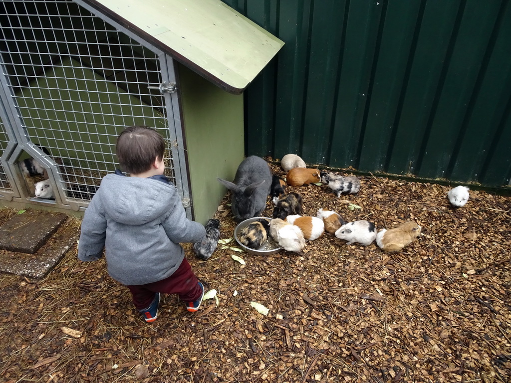 Max with a Rabbit and Guinea Pigs at the Zie-ZOO zoo