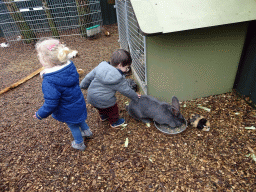 Max with a Rabbit and Guinea Pigs at the Zie-ZOO zoo