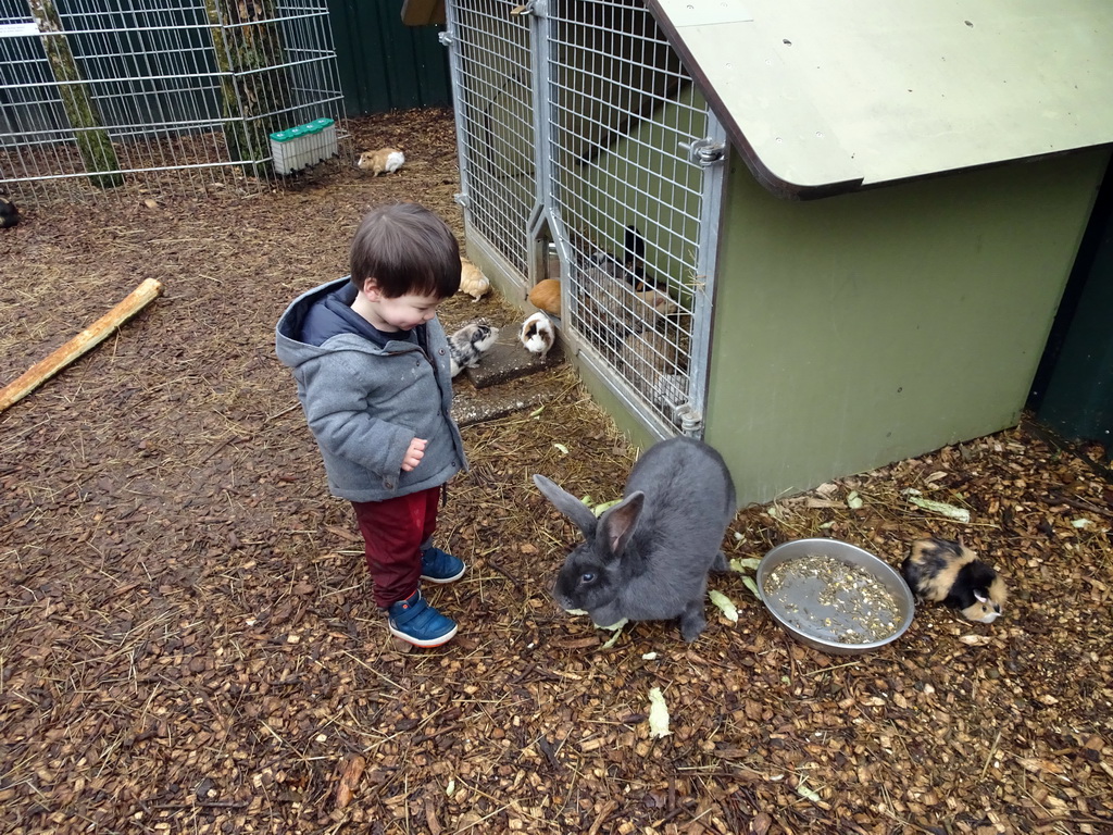 Max with a Rabbit and Guinea Pigs at the Zie-ZOO zoo