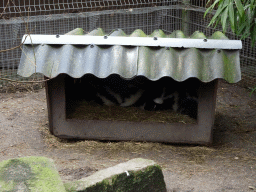 Striped Skunks at the Zie-ZOO zoo