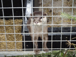 Oriental Small-clawed Otter at the Zie-ZOO zoo