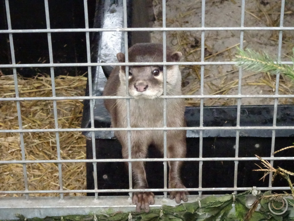 Oriental Small-clawed Otter at the Zie-ZOO zoo