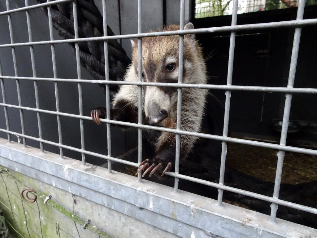 South American Coati at the Zie-ZOO zoo