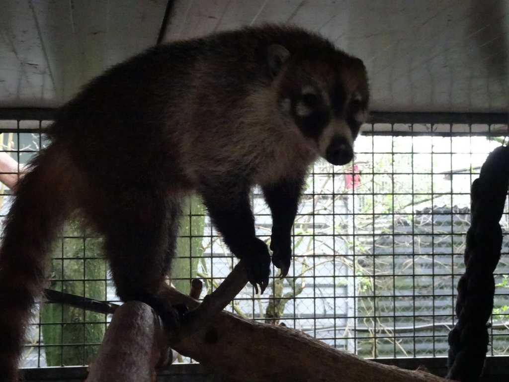 South American Coati at the Zie-ZOO zoo