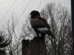 Bateleur at the Zie-ZOO zoo