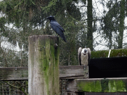 Raven and White-backed Vulture at the Zie-ZOO zoo