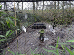 White-naped Cranes at the Zie-ZOO zoo