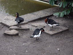 Red-breasted Geese at the Zie-ZOO zoo