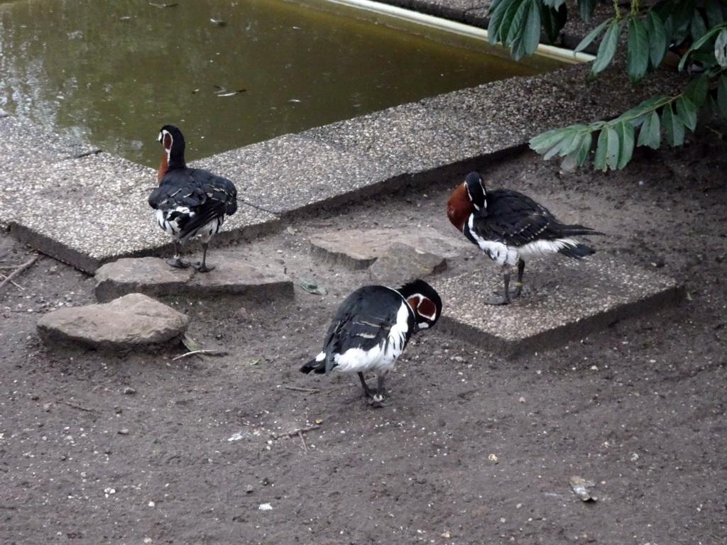 Red-breasted Geese at the Zie-ZOO zoo