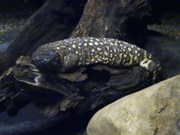Beaded Lizard at the Reptile House at the Zie-ZOO zoo