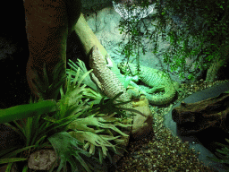 Northern Caiman Lizards at the Reptile House at the Zie-ZOO zoo