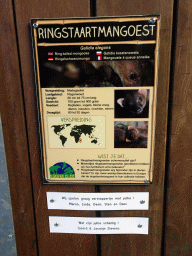 Explanation on the Ring-tailed Mongoose at the Reptile House at the Zie-ZOO zoo
