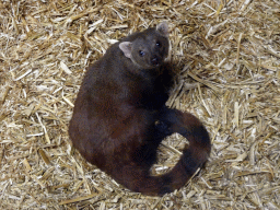 Ring-tailed Mongoose at the Reptile House at the Zie-ZOO zoo