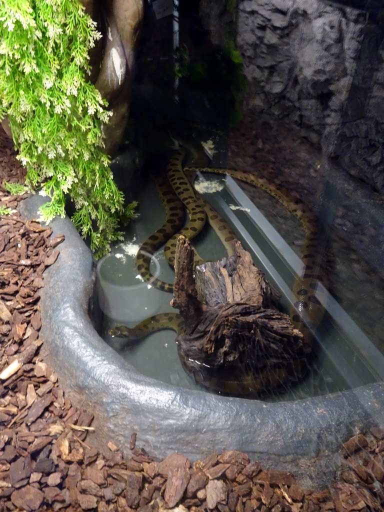 Green Anaconda at the Reptile House at the Zie-ZOO zoo