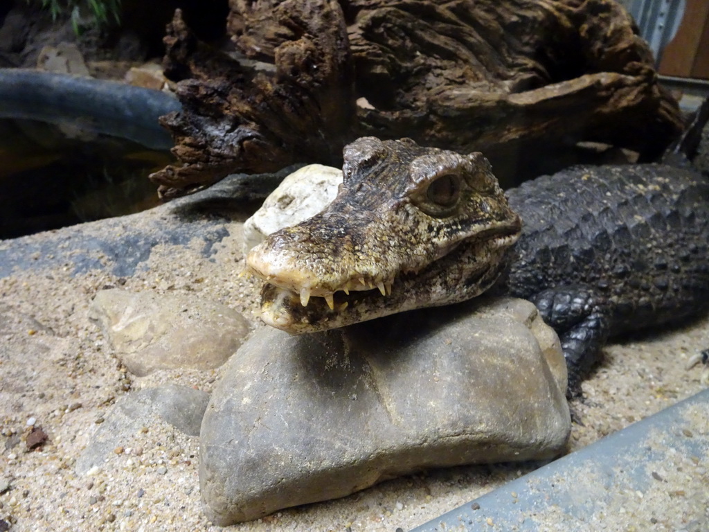 Cuvier`s Dwarf Caiman at the Reptile House at the Zie-ZOO zoo