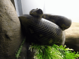 Snake at the Reptile House at the Zie-ZOO zoo