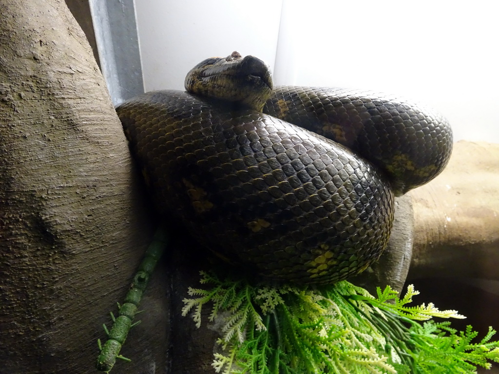 Snake at the Reptile House at the Zie-ZOO zoo