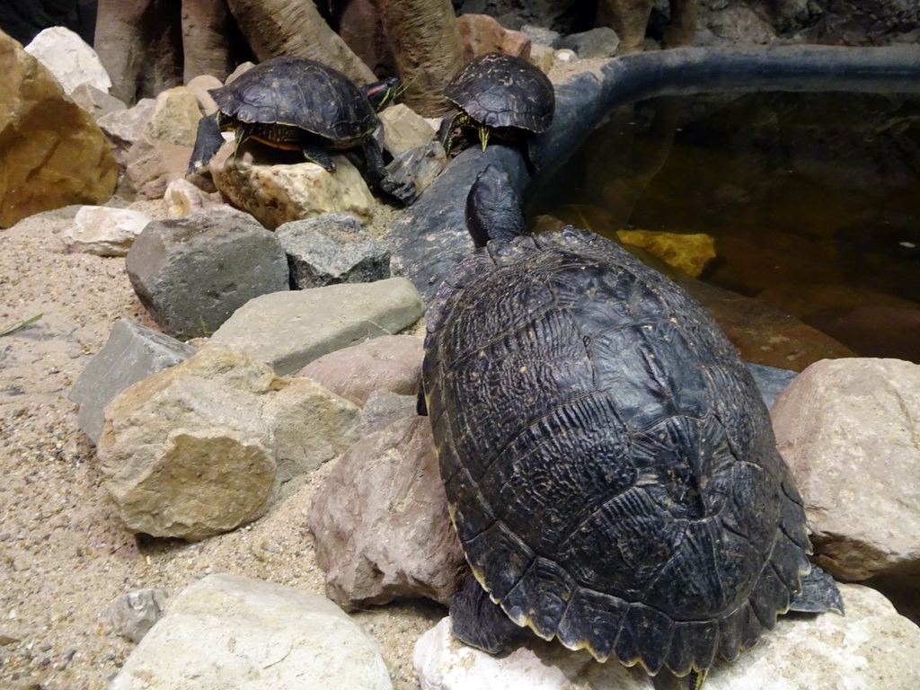 False Map Turtle, Cumberland Slider and Red-eared Slider at the Reptile House at the Zie-ZOO zoos