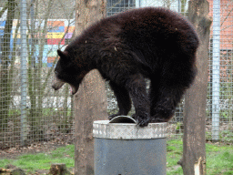 American Black Bear at the Zie-ZOO zoo