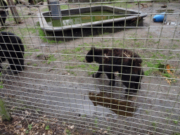 American Black Bears at the Zie-ZOO zoo
