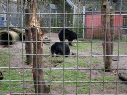 American Black Bears being fed at the Zie-ZOO zoo