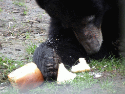 American Black Bear being fed at the Zie-ZOO zoo