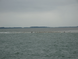 The Vondelingsplaat sandbank with seals, viewed from the Seal Safari boat on the National Park Oosterschelde