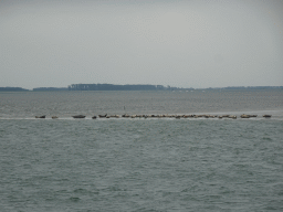 The Vondelingsplaat sandbank with seals, viewed from the Seal Safari boat on the National Park Oosterschelde