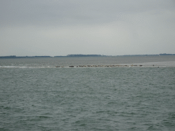 The Vondelingsplaat sandbank with seals, viewed from the Seal Safari boat on the National Park Oosterschelde