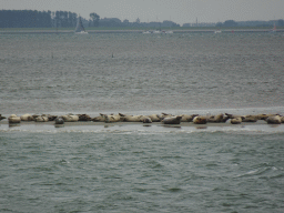 Seals at the Vondelingsplaat sandbank, viewed from the Seal Safari boat on the National Park Oosterschelde