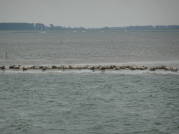 Seals at the Vondelingsplaat sandbank, viewed from the Seal Safari boat on the National Park Oosterschelde