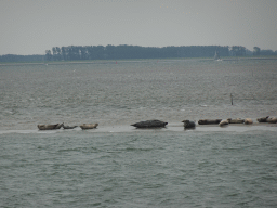 Seals at the Vondelingsplaat sandbank, viewed from the Seal Safari boat on the National Park Oosterschelde