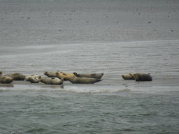 Seals at the Vondelingsplaat sandbank, viewed from the Seal Safari boat on the National Park Oosterschelde