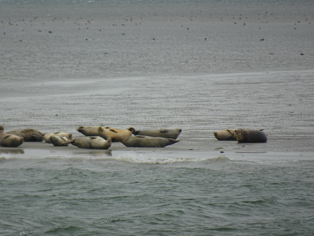 Seals at the Vondelingsplaat sandbank, viewed from the Seal Safari boat on the National Park Oosterschelde