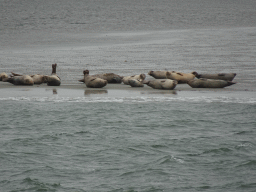 Seals at the Vondelingsplaat sandbank, viewed from the Seal Safari boat on the National Park Oosterschelde