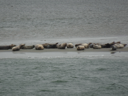 Seals at the Vondelingsplaat sandbank, viewed from the Seal Safari boat on the National Park Oosterschelde