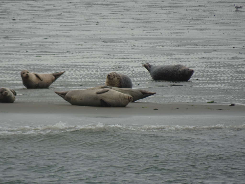 Seals at the Vondelingsplaat sandbank, viewed from the Seal Safari boat on the National Park Oosterschelde