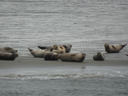 Seals at the Vondelingsplaat sandbank, viewed from the Seal Safari boat on the National Park Oosterschelde