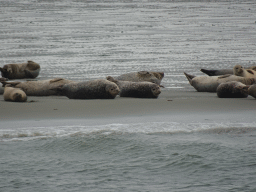 Seals at the Vondelingsplaat sandbank, viewed from the Seal Safari boat on the National Park Oosterschelde