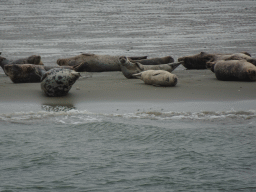 Seals at the Vondelingsplaat sandbank, viewed from the Seal Safari boat on the National Park Oosterschelde