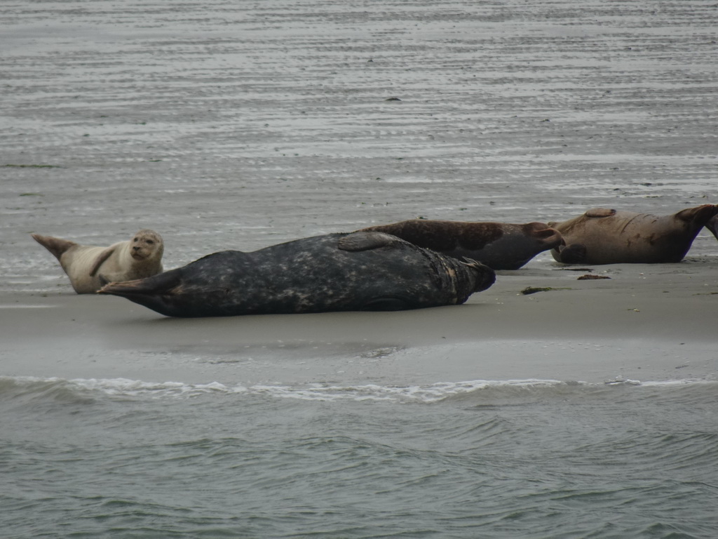 Seals at the Vondelingsplaat sandbank, viewed from the Seal Safari boat on the National Park Oosterschelde