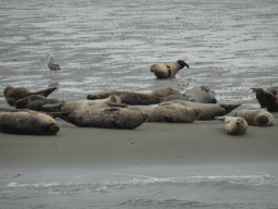 Seals at the Vondelingsplaat sandbank, viewed from the Seal Safari boat on the National Park Oosterschelde